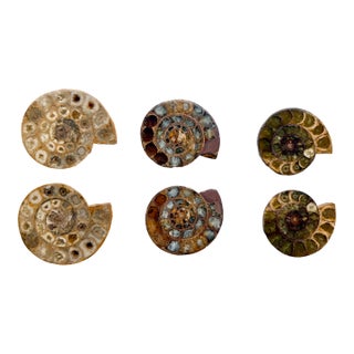 Set of Six Split and Polished Ammonite Fossils For Sale