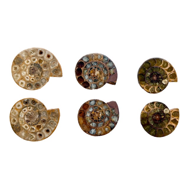 Set of Six Split and Polished Ammonite Fossils For Sale