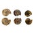 Set of Six Split and Polished Ammonite Fossils For Sale