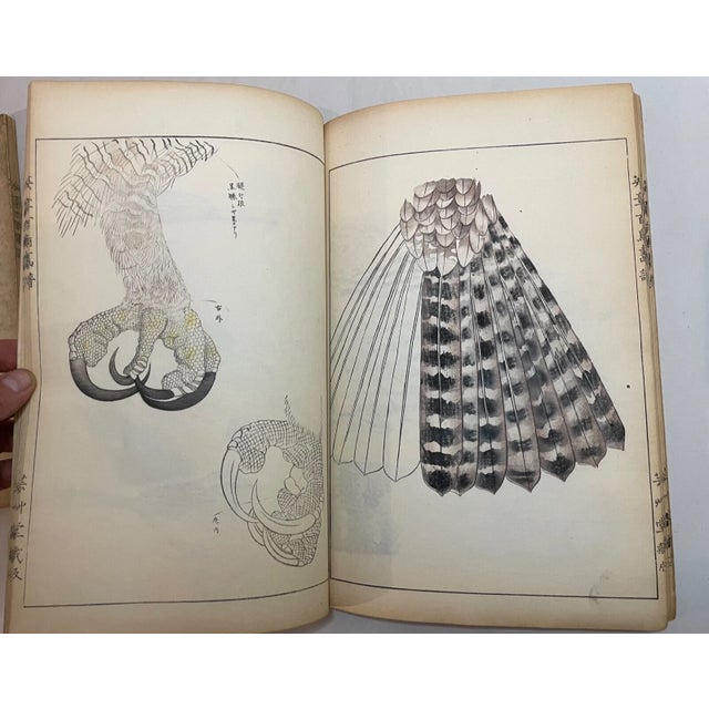 Japanese 1914 Antique Japanese Eisho Hyakucho Gafu Tsuchida Eisho Birds Woodblock Prints For Sale - Image 3 of 18