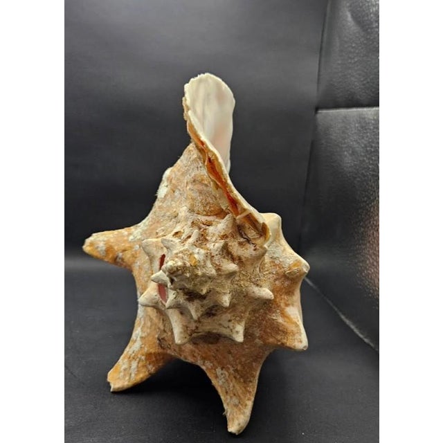 Vintage Australian Large Conch Shell W Peiostracum 8" X 7.5 Inches X 5 Inches For Sale In Monterey, CA - Image 6 of 8