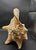 Vintage Australian Large Conch Shell W Peiostracum 8" X 7.5 Inches X 5 Inches For Sale In Monterey, CA - Image 6 of 8
