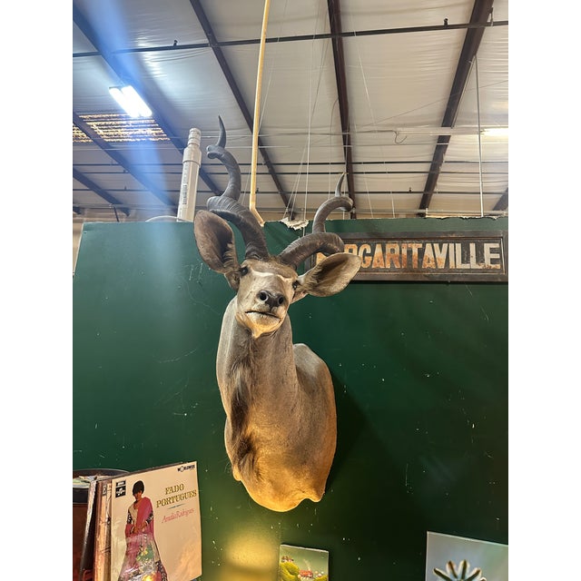 Animal Skin 1970s Large Taxidermy Kudu Head With Curved Horns For Sale - Image 7 of 8