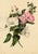 E.B.R., Pink and White Tree Mallow (Lavatera) Flower, 1800s, Watercolour For Sale