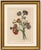 Orange Jean-Louis Prévost, Botanical Print of Carnations, 1805, Paper For Sale - Image 8 of 9