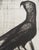 Bernard Buffet, The Parrot, Original Engraving For Sale - Image 4 of 5