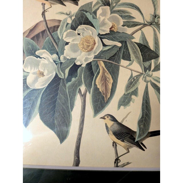 Mid 20th Century Mid 20th Century Framed John James Audubon "Bachmans Warbler" No 37 Print For Sale - Image 5 of 7