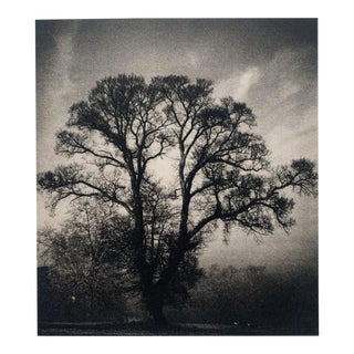 1940's Photogravure Landscape, Titled 'Tree'' For Sale