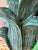 Bring a touch of tropical whimsy to any interior with this fabulous pair of sculptural parrot table lamps. Featuring...