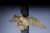 Patriotic Eagle Wall Decoration in Bronze Brass and Gold For Sale - Image 15 of 18
