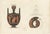 Albert Genick, Greek Lidded Amphora with Classical Figures, 1883, Lithgraph For Sale - Image 10 of 10