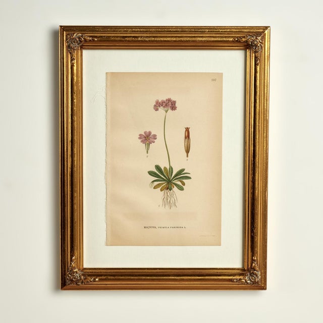 Charming group on nine hand colored botanical prints taken from a book or folio with Latin genius and species. Presented...
