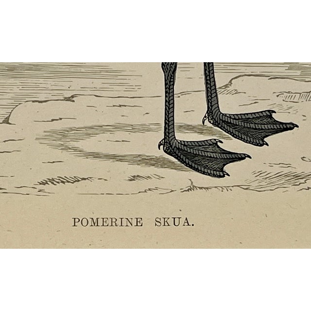 Antique Hand Tinted Bird Print From England Featuring a Brown & White Pomerine Skua - Circa 1888 For Sale - Image 10 of 12