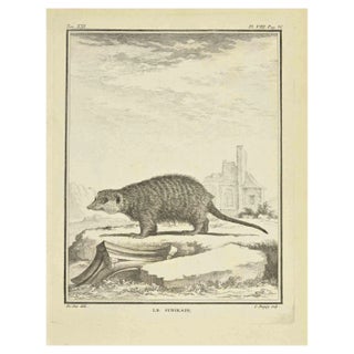 Jean Charles Baquoy, Le Surikate, Etching, 1771 For Sale