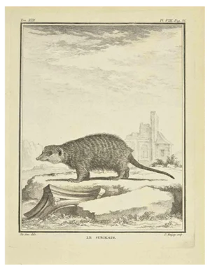 Jean Charles Baquoy, Le Surikate, Etching, 1771