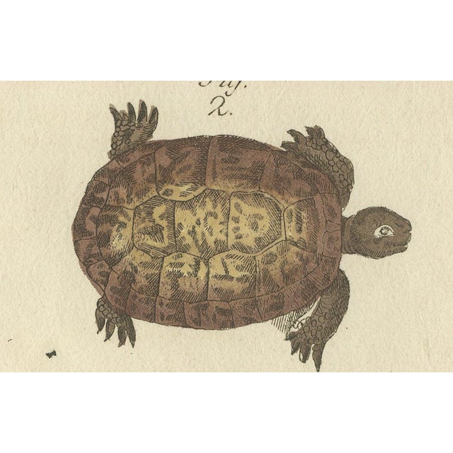 Bertuch, Sea Turtle and Freshwater Turtle, 1790, Engraving For Sale - Image 4 of 9
