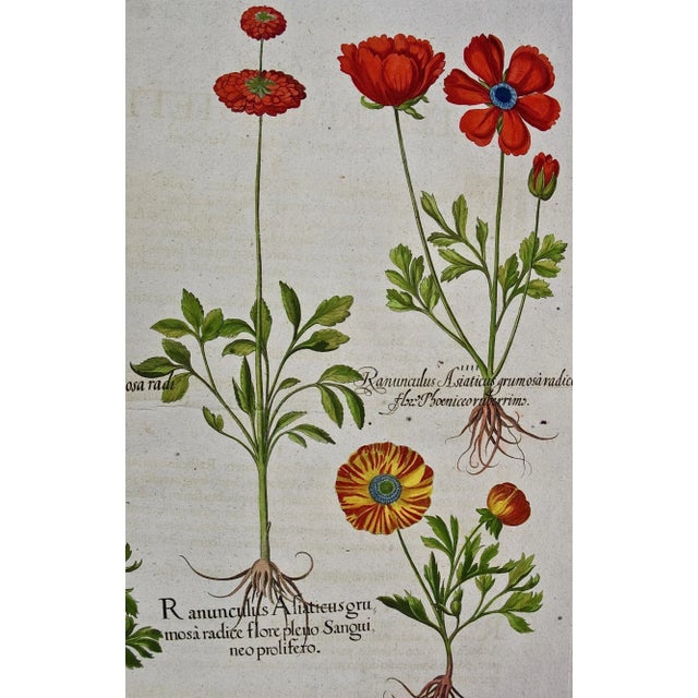 Realism Basilius Besler Buttercup Flowers: A Besler 18th Century Hand-colored Botanical Engraving, 1713 For Sale - Image 3 of 9