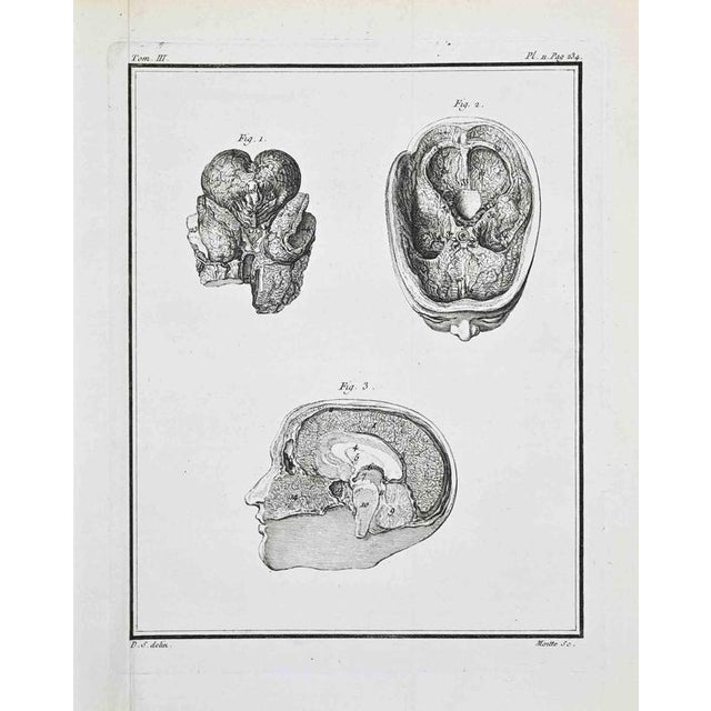 Plate from Buffon's Histoire Naturelle, Tom. III – Pl. II, p. 234 This copperplate engraving presents a detailed...