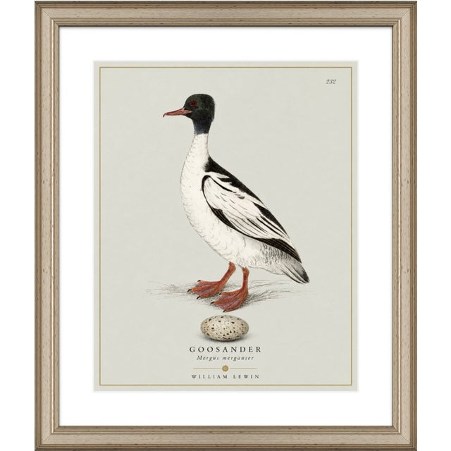 Not Yet Made - Made To Order William Lewin 1789 Waterbirds Fine Art Gallery Board Print - The Goosander For Sale - Image 5 of 11