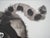 Laszlo Tibay, Chat observant une coccinelle, Ink & Wash Drawing For Sale - Image 5 of 8
