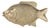 Vintage Coastal / Nautical Extra Large Brass Fish Tray / Catch All / Platter / Dish / Vessel For Sale