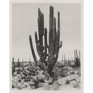 Boho Southwest Saguaro Cactus - 24" X 30" For Sale