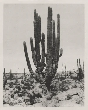 Boho Southwest Saguaro Cactus - 24" X 30"
