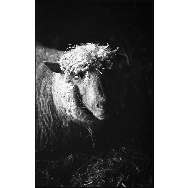 Paul Cooklin, Ewe in Barn, Edition of 50 For Sale - Image 7 of 7