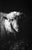 Paul Cooklin, Ewe in Barn, Edition of 50 For Sale - Image 7 of 7