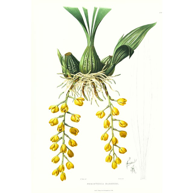 Large 1973 Orchid Flower Lithograph "Peristeria Barkeri" (Mr. Barker's Peristeria) After James Bateman For Sale