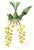 Large 1973 Orchid Flower Lithograph "Peristeria Barkeri" (Mr. Barker's Peristeria) After James Bateman For Sale