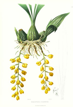 Large 1973 Orchid Flower Lithograph "Peristeria Barkeri" (Mr. Barker's Peristeria) After James Bateman