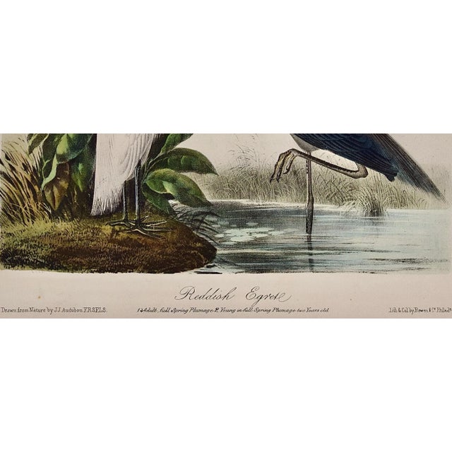 Reddish Egrets, Adult & Young: An Original Audubon Hand-Colored Bird Lithograph, 1870 For Sale - Image 4 of 5