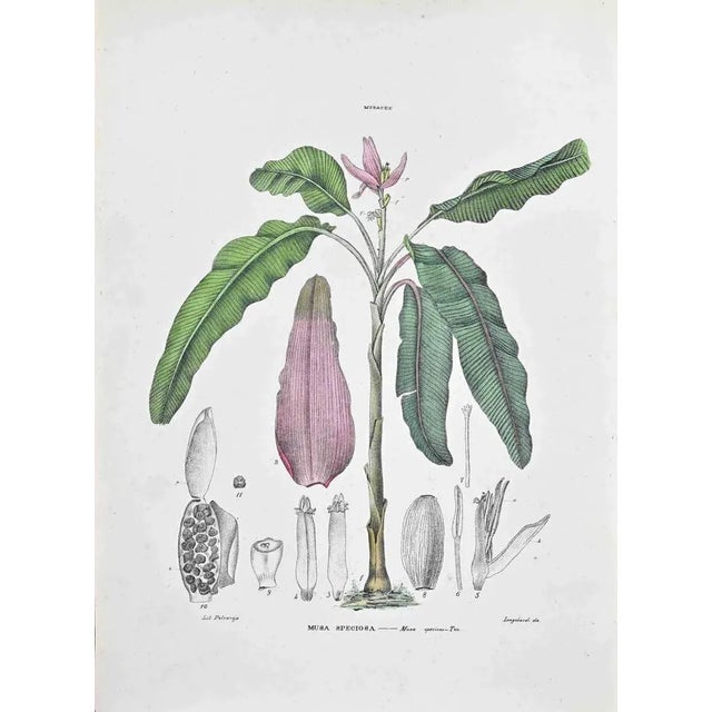 Lithograph hand watercolored. Plate from "Atlante di Botanica popolare ossia Illustrazione di Piante Notevoli di ogni...