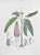Lithograph hand watercolored. Plate from "Atlante di Botanica popolare ossia Illustrazione di Piante Notevoli di ogni...