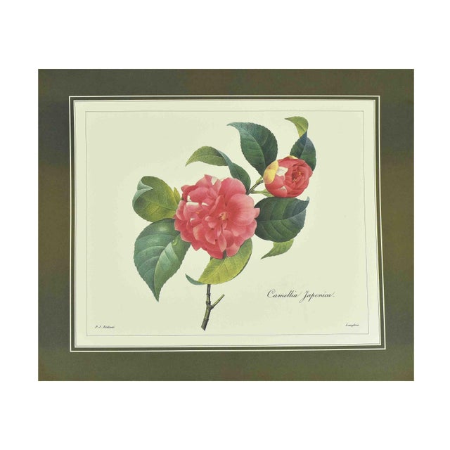This set of four vintage botanical prints features the iconic work of Pierre-Joseph Redouté, the legendary "Raphael of...