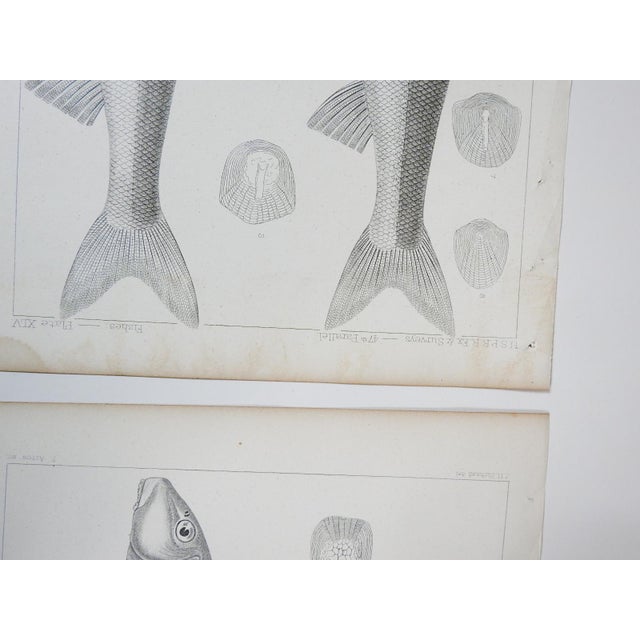 Mid 19th Century Us Pacifc Railroad Fish Lithograph Book Plate - A Pair For Sale In Seattle - Image 6 of 7