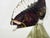 1970s Red and Transparent Murano Blown Glass Fish from Made Murano Glass, 1970s For Sale - Image 5 of 11