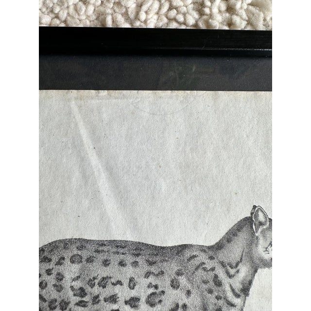 Biedermeier Artist, The Gentle Cat, 1831, Lithograph, Framed For Sale - Image 6 of 18