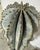 Orenzo 62" Hohokam Cactus Sculpture From Marrakesh, Morocco For Sale - Image 4 of 11