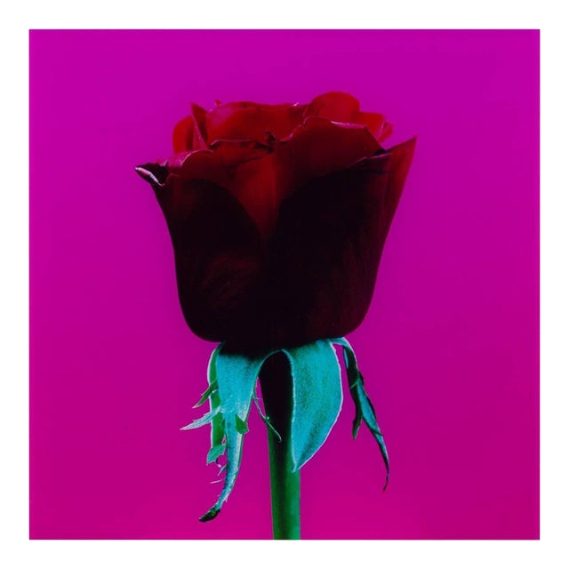 Elisabeth Montagnier, Untitled (Red Rose) Elisabeth Montagnier Photograph Mounted to Aluminum For Sale