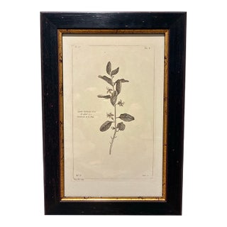 Vintage Lycium Barbarum Chinese Jasmine Botanical Print in Black & Gold Frame For Sale