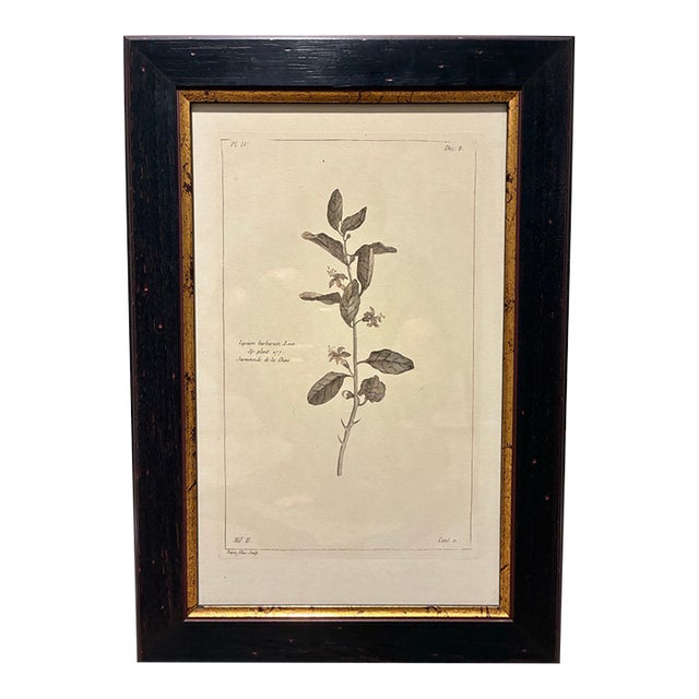 Vintage Lycium Barbarum Chinese Jasmine Botanical Print in Black & Gold Frame For Sale