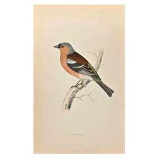 Alexander Francis Lydon, Chaffinch, Woodcut Print, 1870 For Sale