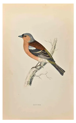 Alexander Francis Lydon, Chaffinch, Woodcut Print, 1870