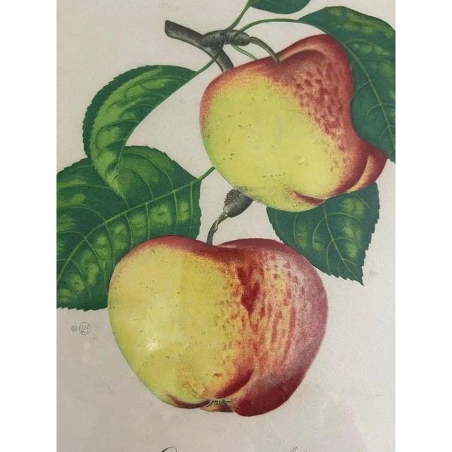 Zoltan Lucas, Fruits, 1910s, Lithographs, Set of 2 For Sale - Image 4 of 12
