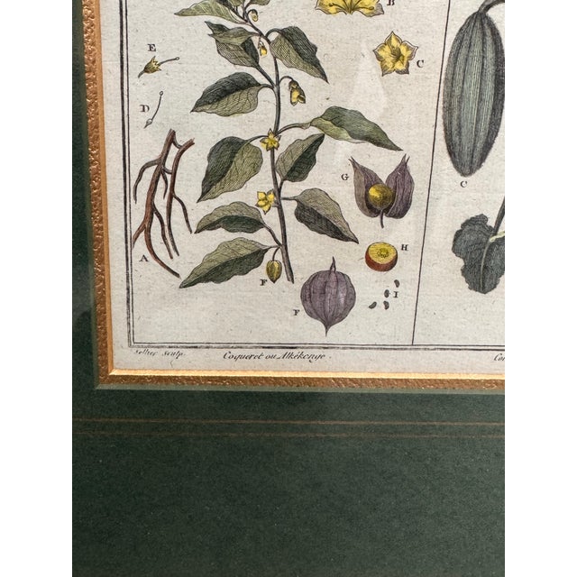 W. King Ambler Antique Botanical Engravings, Set of Three For Sale In San Francisco - Image 6 of 12