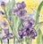 Original watercolor painting of “Amethyst Iris” growing on my flower farm. This was painted on Arches 100% cotton 140 LB...