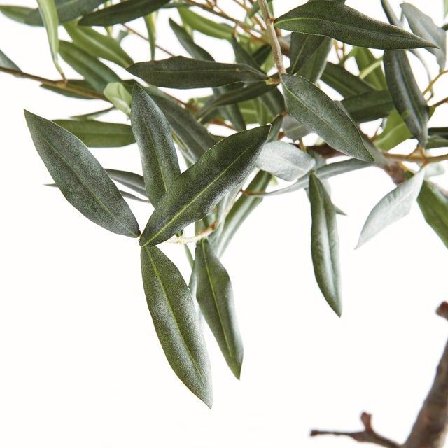 Kenneth Ludwig Chicago Olive Tree Drop-In 40" For Sale - Image 4 of 6
