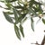Kenneth Ludwig Chicago Olive Tree Drop-In 40" For Sale - Image 4 of 6